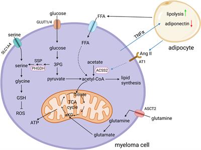 Multiple myeloma metabolism – a treasure trove of therapeutic targets?